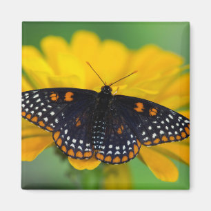 Baltimore Checkered Spot Schmetterling Magnet