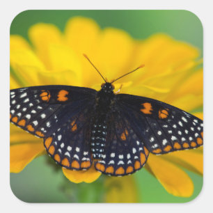 Baltimore Checkered Spot Schmetterling Quadratischer Aufkleber