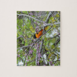 Baltimore Oriole