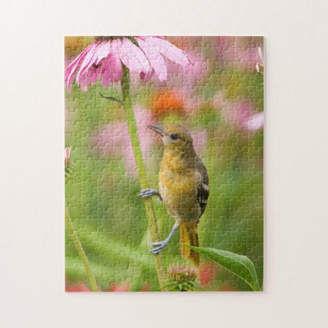 Baltimore Oriole (Vertikal)