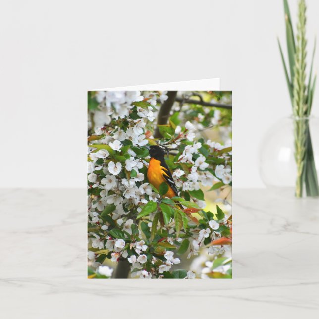 Baltimore Oriole #1 - Blank Note Card Karte (Vorderseite)