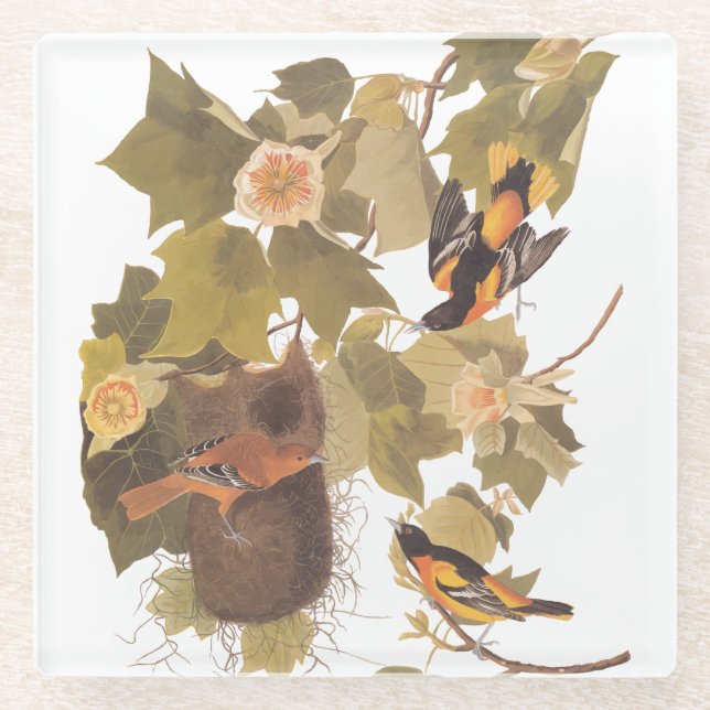 Baltimore Oriole Audubon Bird Familie mit Nest Glasuntersetzer (Vorderseite)
