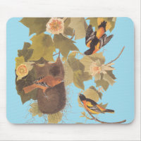 Baltimore Oriole Audubon Bird Familie mit Nest