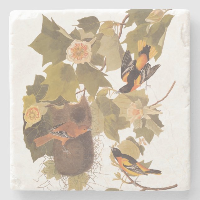 Baltimore Oriole Audubon Bird Familie mit Nest Steinuntersetzer (Vorderseite)