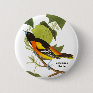 Baltimore Oriole, Audubon, Birdwatcher Zubehör, Button