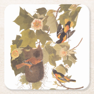 Baltimore Oriole Audubon-Vogelfamilie mit Nest Rechteckiger Pappuntersetzer