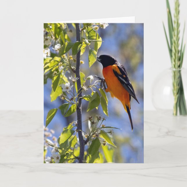 Baltimore Oriole Blank Note Card Karte (Vorderseite)