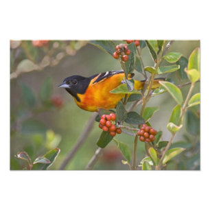 Baltimore Oriole Fotodruck