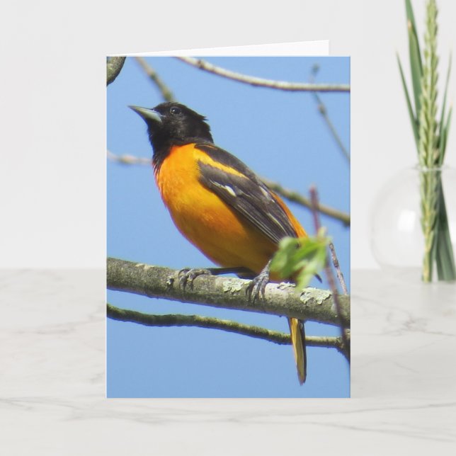 Baltimore Oriole-Gruß-Karte Karte (Vorderseite)
