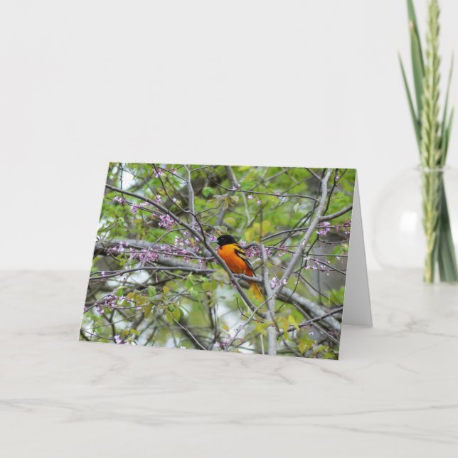 Baltimore Oriole Grußkarte Dankeskarte (Vorderseite)