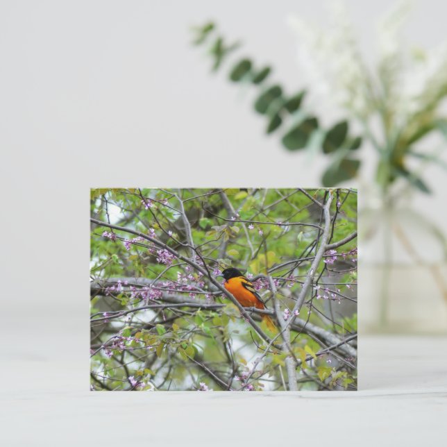 Baltimore Oriole Grußkarte Postkarte (Stehend Vorderseite)