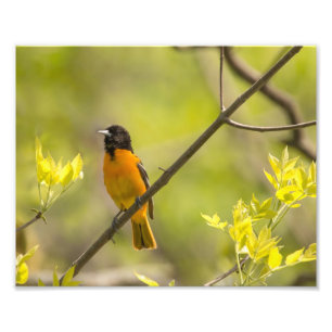Baltimore Oriole in Bäumen Während des Frühlings F Fotodruck