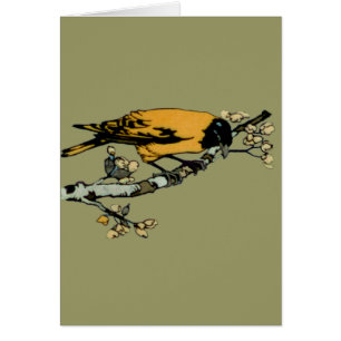 Baltimore Oriole Jaune Vintage Illustration