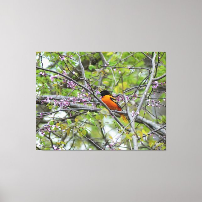 Baltimore Oriole Leinwanddruck (Vorderseite)