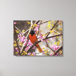 Baltimore Oriole Leinwanddruck