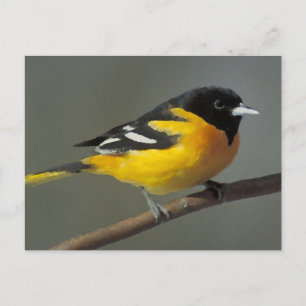 Baltimore Oriole Logo (Palette) Postkarte