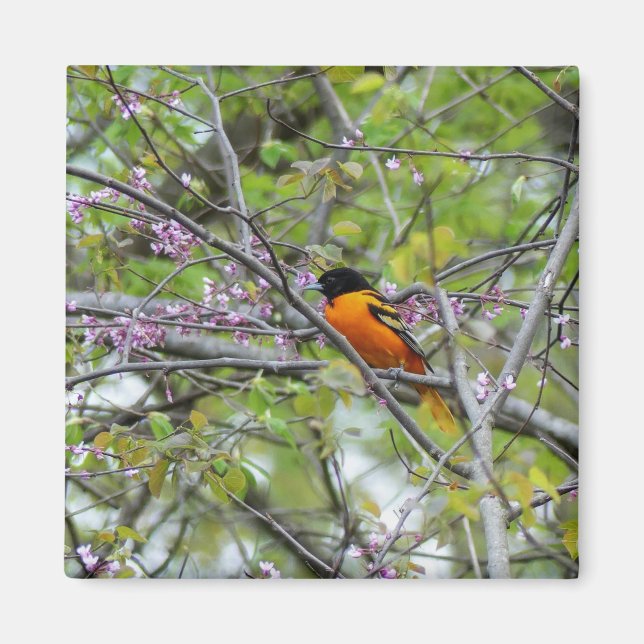 Baltimore Oriole Magnet (Vorne)