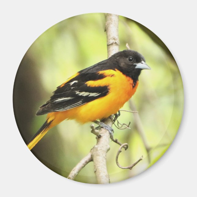 Baltimore Oriole Magnet (Vorne)