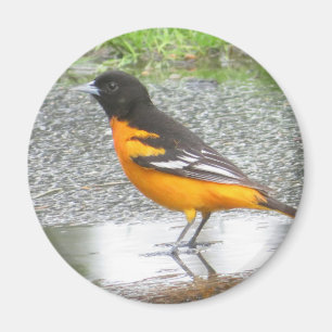 Baltimore-Oriole-Magnet Magnet