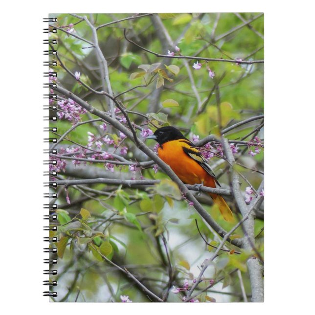 Baltimore Oriole Notizblock (Vorderseite)