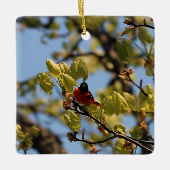 Baltimore Oriole Ornament (Vorderseite)
