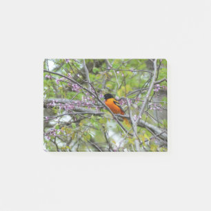 Baltimore Oriole Post-it Klebezettel