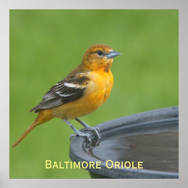 Baltimore Oriole Poster (Vorne)