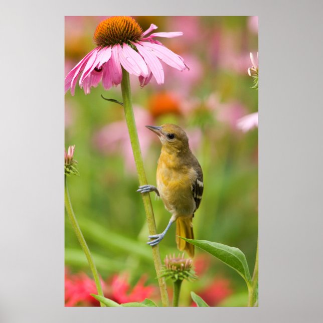 Baltimore Oriole Poster (Vorne)