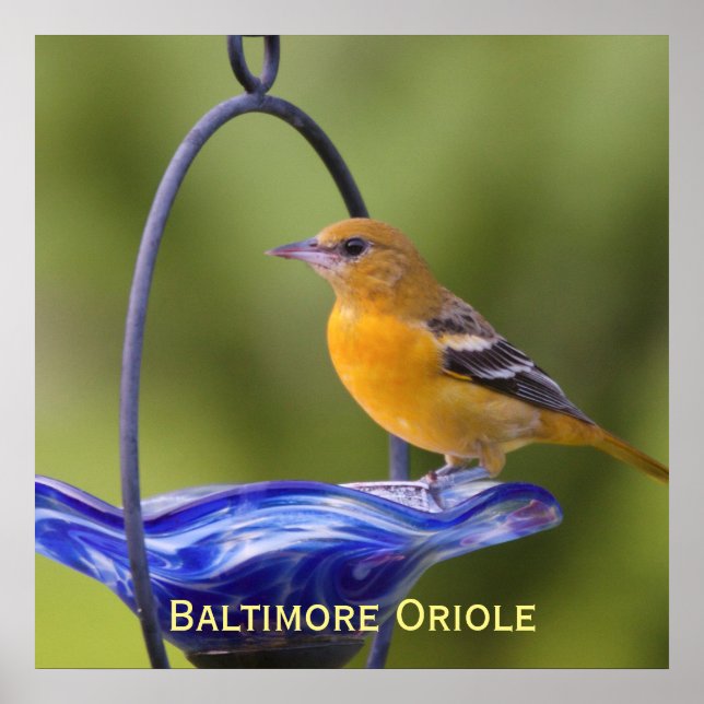 Baltimore Oriole Poster (Vorne)