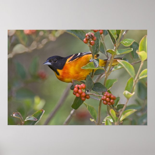 Baltimore Oriole Poster (Vorne)