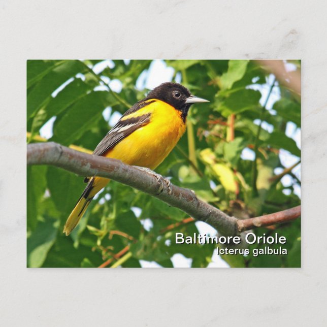 Baltimore Oriole Postkarte (Vorderseite)
