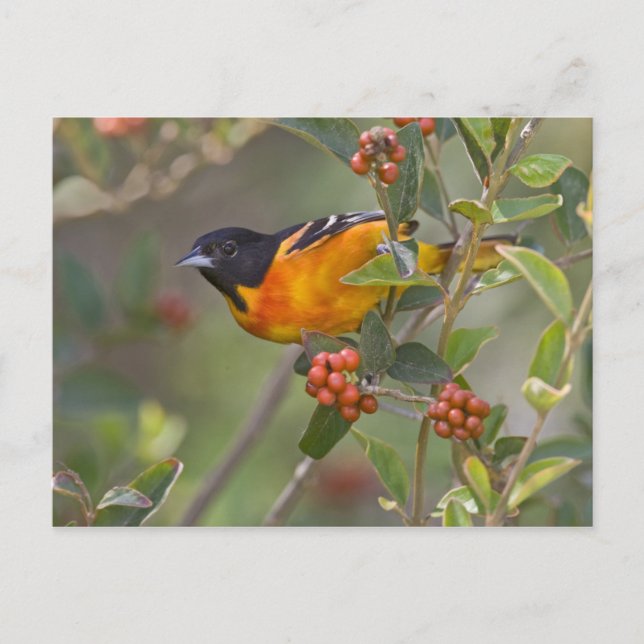 Baltimore Oriole Postkarte (Vorderseite)