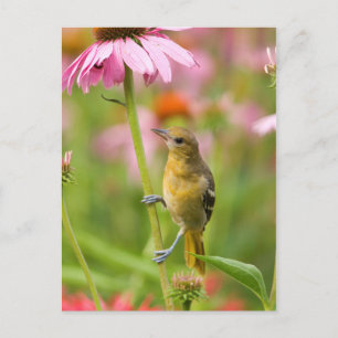 Baltimore Oriole Postkarte