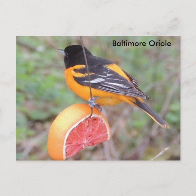 Baltimore oriole postkarte (Vorderseite)
