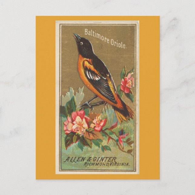 Baltimore Oriole Postkarte (Vorderseite)
