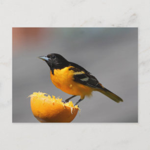 Baltimore Oriole Postkarte