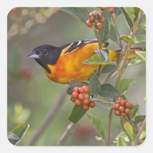 Baltimore Oriole Quadratischer Aufkleber (Vorderseite)