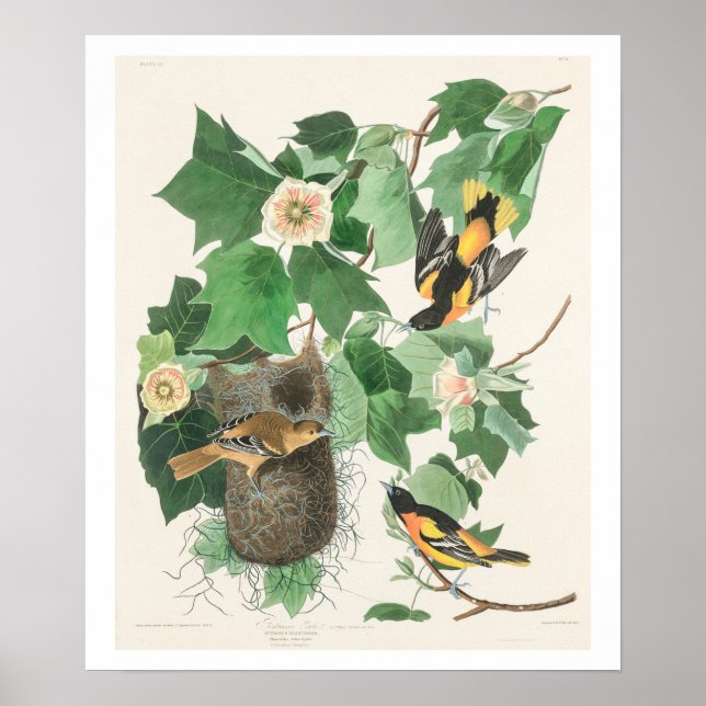 Baltimore Oriole von Audubon Poster (Vorne)