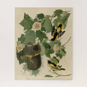 Baltimore Oriole - von Audubons Vögeln Amerikas