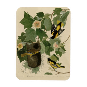 Baltimore Oriole - von Audubons Vögeln Amerikas Magnet