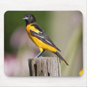 Baltimore Oriole Weibchen im Blumengarten Mousepad