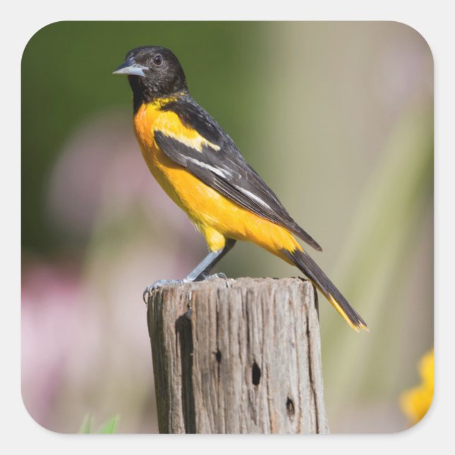 Baltimore Oriole Weibchen im Blumengarten Quadratischer Aufkleber (Vorderseite)
