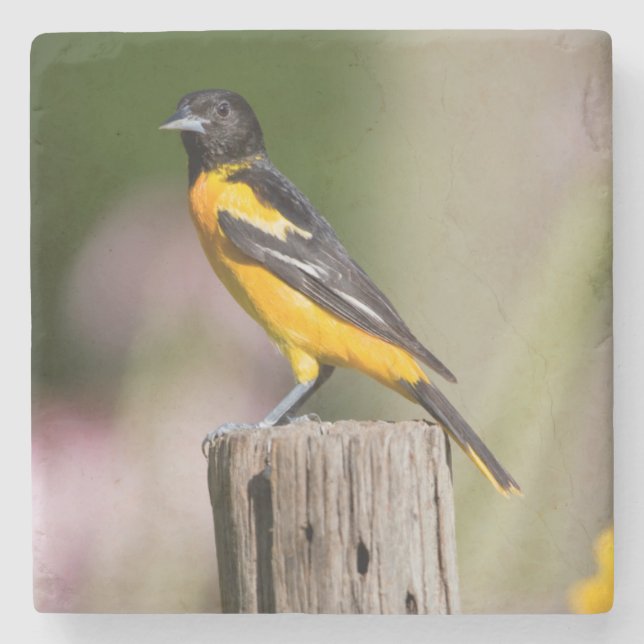 Baltimore Oriole Weibchen im Blumengarten Steinuntersetzer (Vorderseite)
