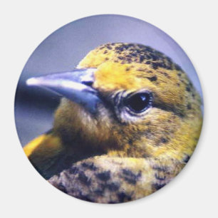 Baltimore Oriole, weiblich Magnet