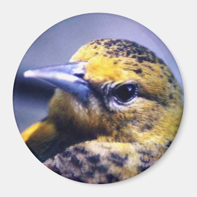 Baltimore Oriole, weiblich Magnet (Vorne)