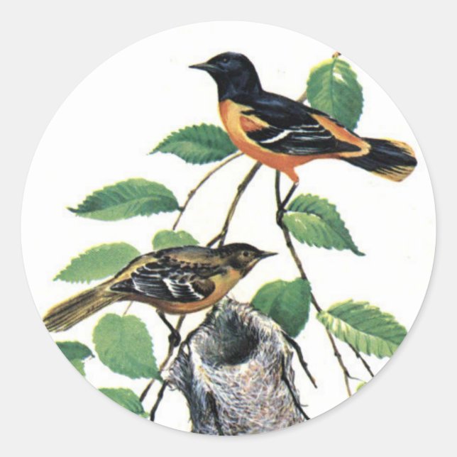 Baltimore Orioles Illustrierte Vögel Runder Aufkleber (Vorderseite)