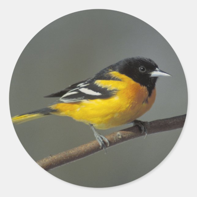 Baltimore-Orole-Aufkleber Runder Aufkleber (Vorderseite)