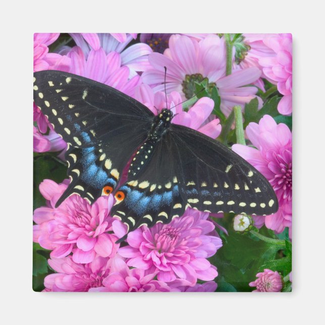 Baltimore-Scheckenfalter Magnet (Vorne)