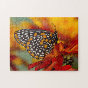 Baltimore-Scheckiger Schmetterling