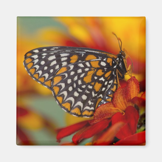 Baltimore-Scheckiger Schmetterling Magnet (Vorne)